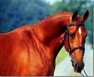 Рыжая масть лошади